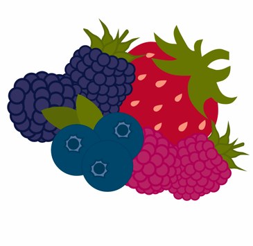 Vector berry illustration with blackberries, blueberries, raspberry, and strawberry.