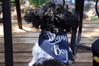 Dog wearing a dark bandana on a wooden deck.